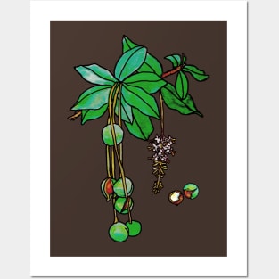 Macadamia Nut Posters and Art